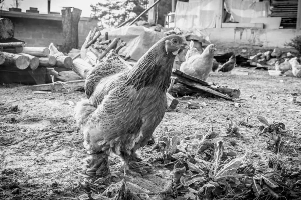 Chickens in the village. Monochrome photo. — Stock Photo, Image