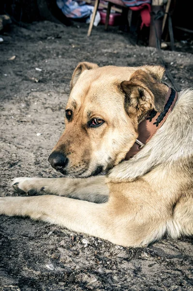 Stor sorglig hund ligga på marken i byn — Stockfoto