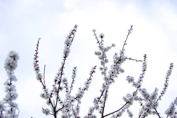 Дерева навесні квітки — стокове фото