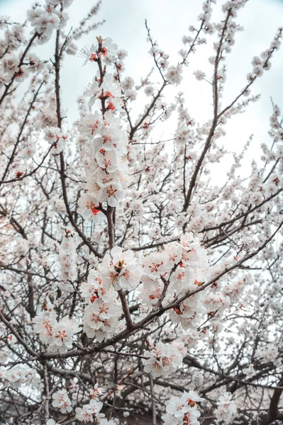 봄꽃나무 — 스톡 사진