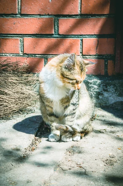 Porträtt av en katt i en by — Stockfoto