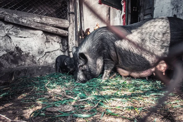 Big vietnamese pig with pigs behind the fence