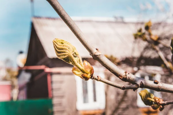 Albero fiorito primavera — Foto Stock