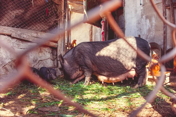 Big vietnamese pig with pigs behind the fence