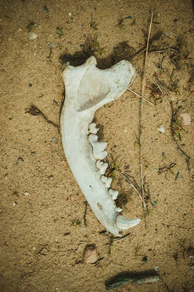 Part of animal skull on the ground