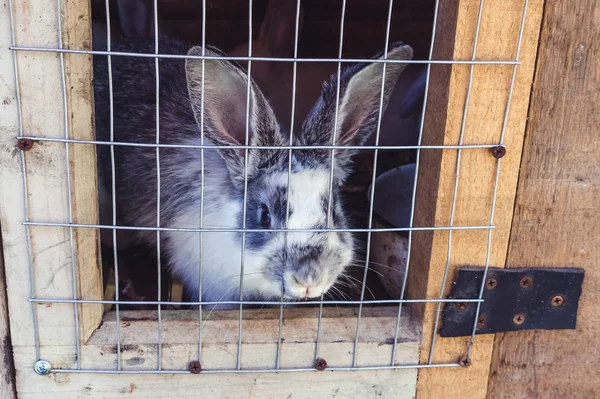 Conejo en una jaula — Foto de Stock