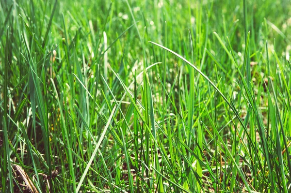 Groene grasachtergrond — Stockfoto