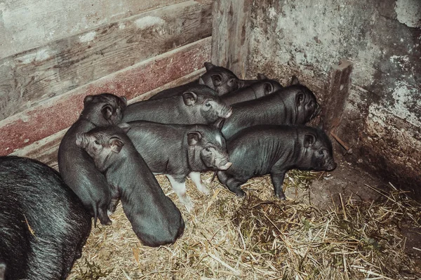 Свині в'єтнамські — стокове фото
