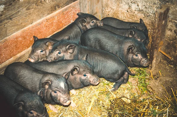 Cerdos vietnamitas — Foto de Stock