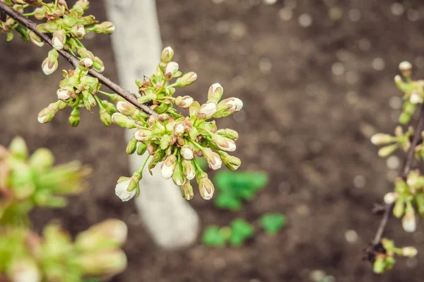 Alberi fioriti primaverili — Foto Stock