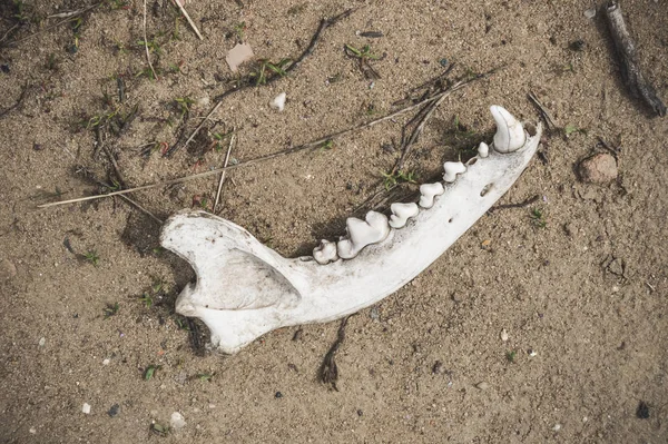 Part of animal skull on the ground