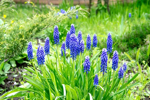 블루 봄 꽃 — 스톡 사진