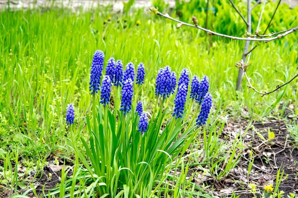 블루 봄 꽃 — 스톡 사진