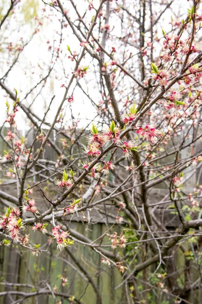 Árbol floreciente primavera —  Fotos de Stock
