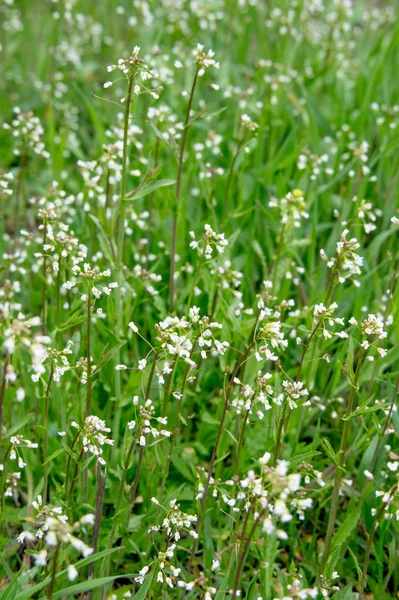 White flowers in the grass — Stock Photo, Image