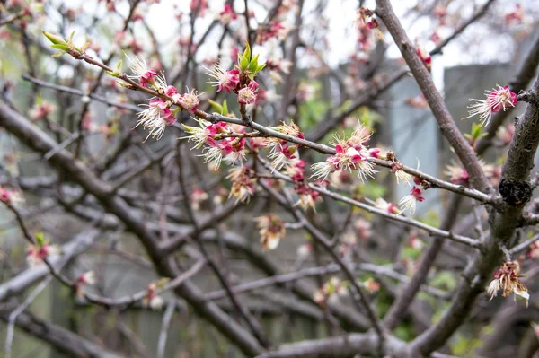 Albero fiorito primavera — Foto Stock