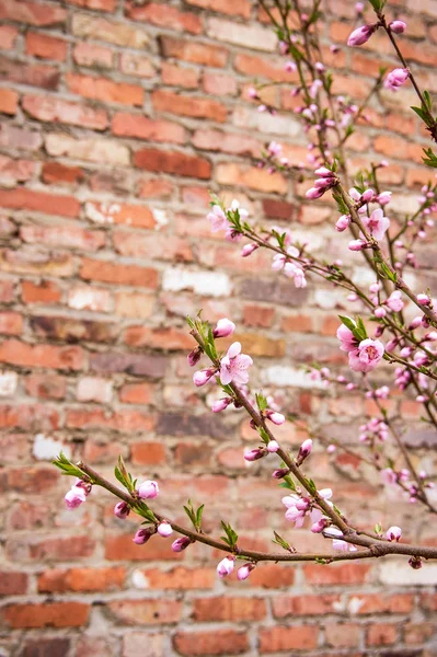 Flores rosadas en la rama del árbol con fondo de pared de ladrillo —  Fotos de Stock