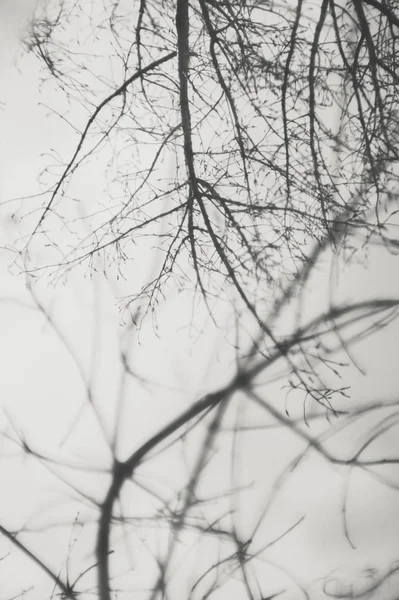 Reflejo invernal de árboles en el charco. Monocromo foto . —  Fotos de Stock