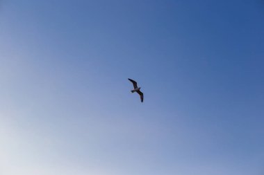 Mavi gökyüzünün arka planında bir martı