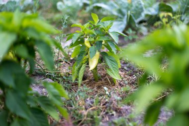 Kırsal bir bahçede güzel yeşil biber