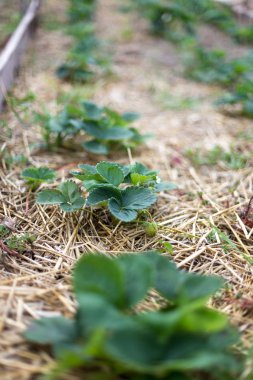 Bahçede çilek mulching.