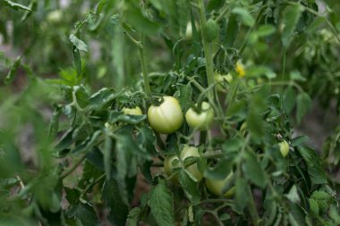 Kırsal bir bahçede olgunlaşmamış yeşil domates