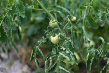 Kırsal bir bahçede olgunlaşmamış yeşil domates