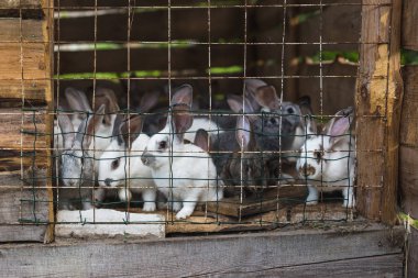 Küçük bir kulübede tavşan büyük bir grup ıslahı 