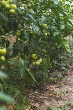 Kırsal bir serada olgunlaşmamış yeşil domates