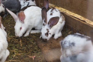 Küçük bir kulübede tavşan büyük bir grup ıslahı 