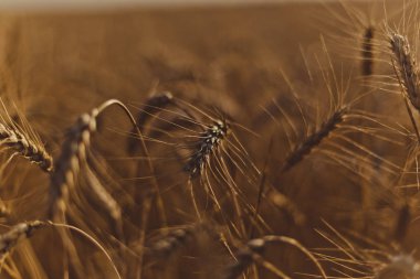 Buğday tarlada. Bitki, doğa, çavdar. Kırsal yaz tarla arazileri