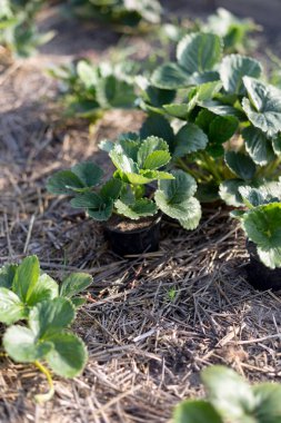 Bahçede çilek mulching.