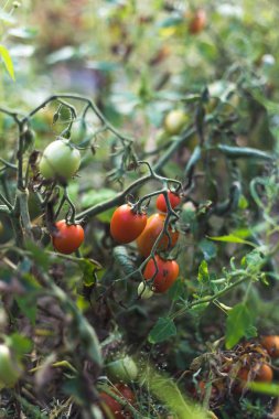 Kırsal bir bahçede domates