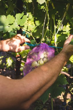 Bir adam üzümlere böcek koruması koyar..
