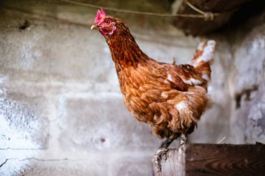 Çiftlikteki tavuklar. Tonlanmış, stil, renk fotoğrafı.