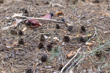 Bir çam ormanında yerde kahverengi plastik şişe. 
