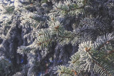 Güzel ladin dalı, kırağı kaplamış.
