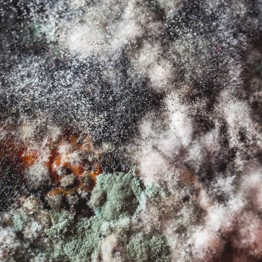 Kabak küf ve mantar ile kaplı. Des için doku arka plan