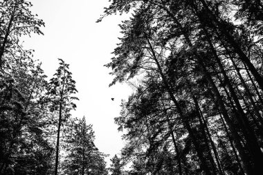 Kışın çam ormanı'nın tek renkli fotoğraf