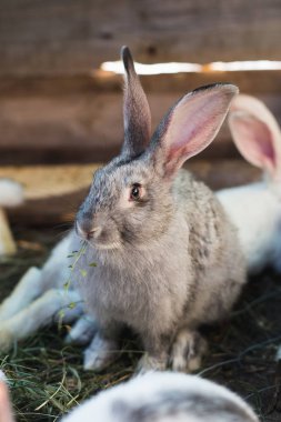 Küçük bir kulübede tavşan büyük bir grup ıslahı.