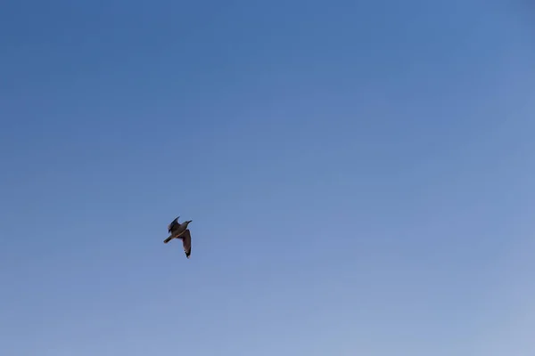 Чайка на фоне голубого неба — стоковое фото