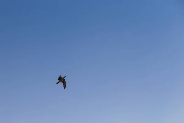 Gaviota sobre un fondo de cielo azul — Foto de Stock