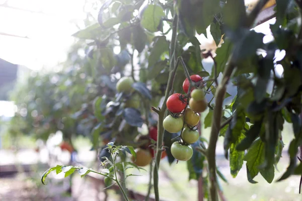 Odla tomater i ett växthus — Stockfoto