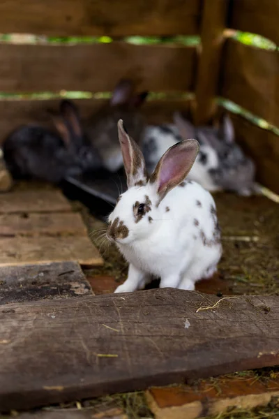 Küçük bir barakada bir grup tavşan Yetiştirmek — Stok fotoğraf
