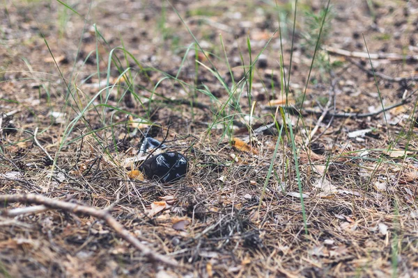 松林の地面に茶色のペットボトル. — ストック写真