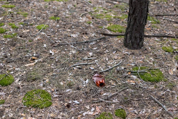 松林の地面に茶色のペットボトル. — ストック写真