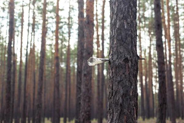 Botella de vidrio roto en el árbol en el bosque de pinos . —  Fotos de Stock