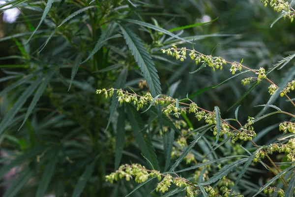 Rama de cannabis y marihuana. Ganja, cáñamo hermoso árbol. —  Fotos de Stock