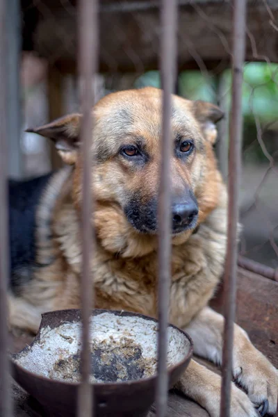 Ein großer trauriger Schäferhund in einer alten Voliere. Tönendes, stilvolles Foto. — Stockfoto