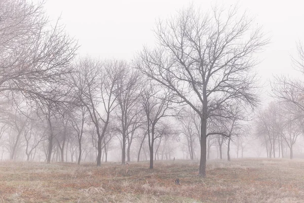 Paisaje otoñal con árboles en espesa niebla y heladas en la rama —  Fotos de Stock